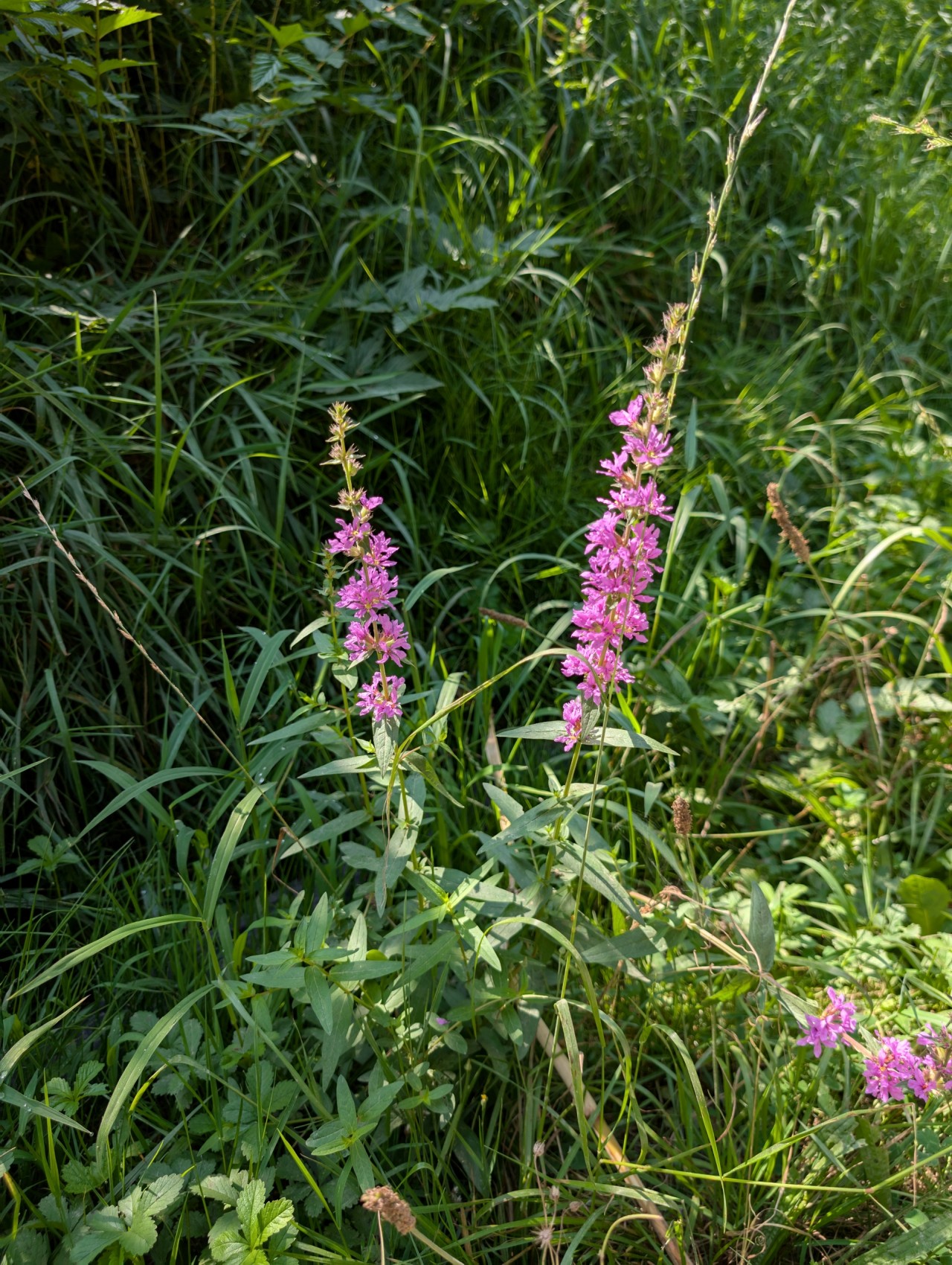 Blutweiderich am Wegesrand.