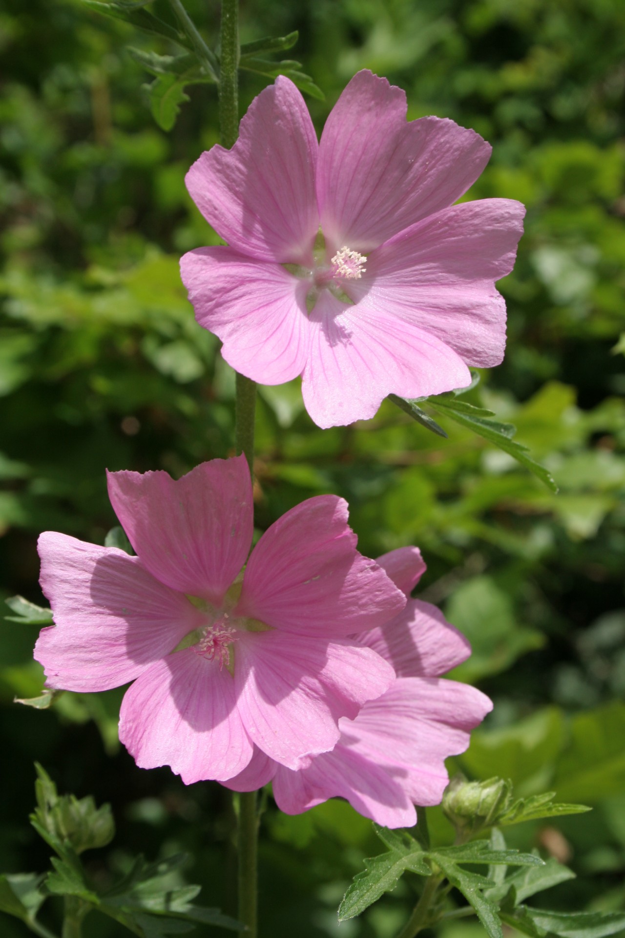 Blüten des Sigmarswurz.