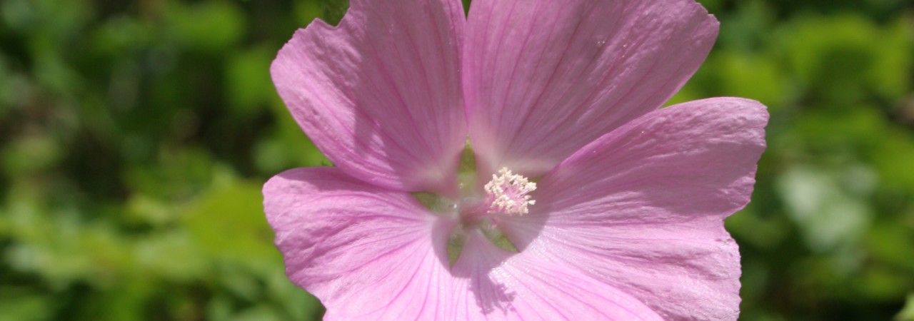 Blüten des Sigmarswurz.