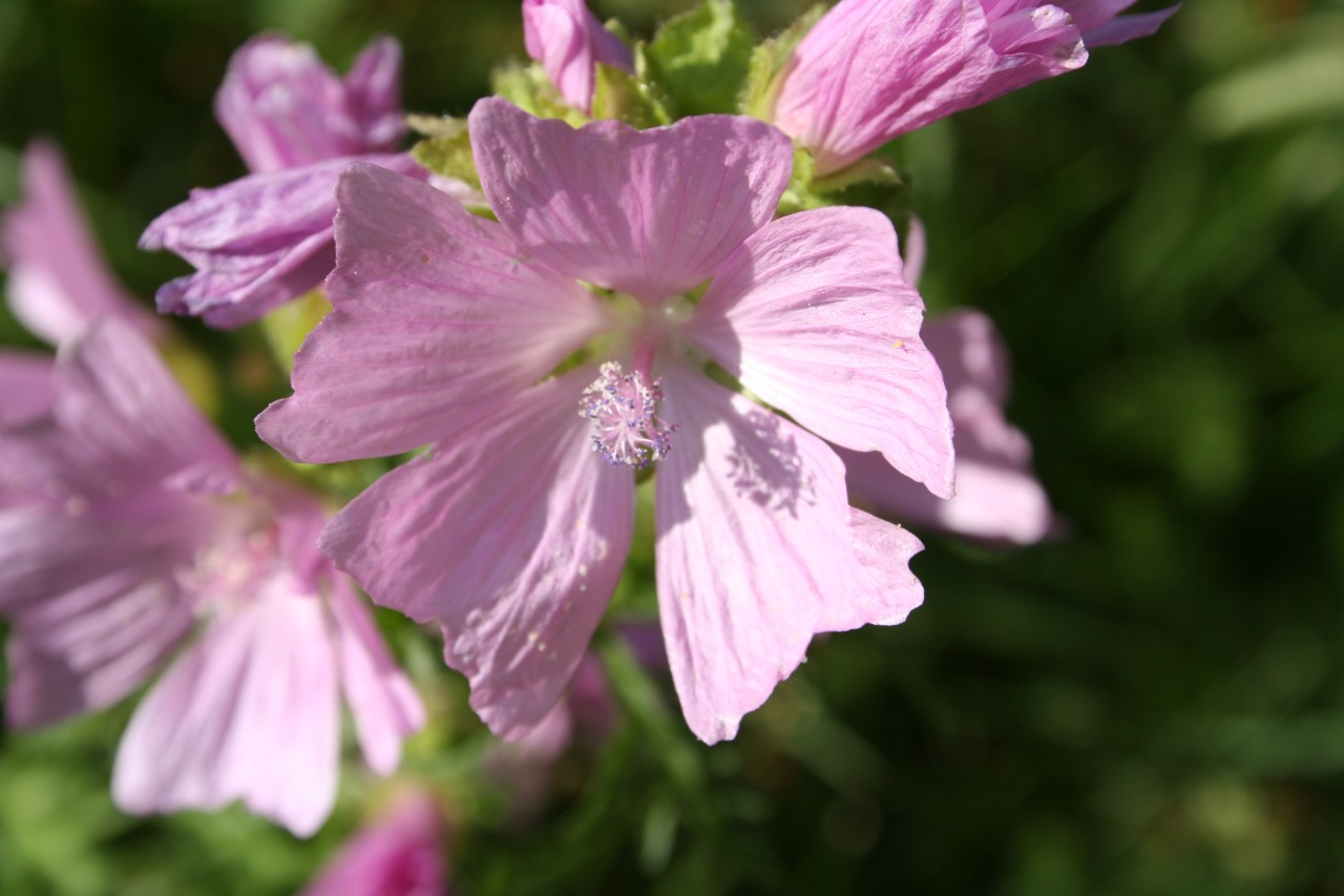 Nahaufnahme einer Blüte.