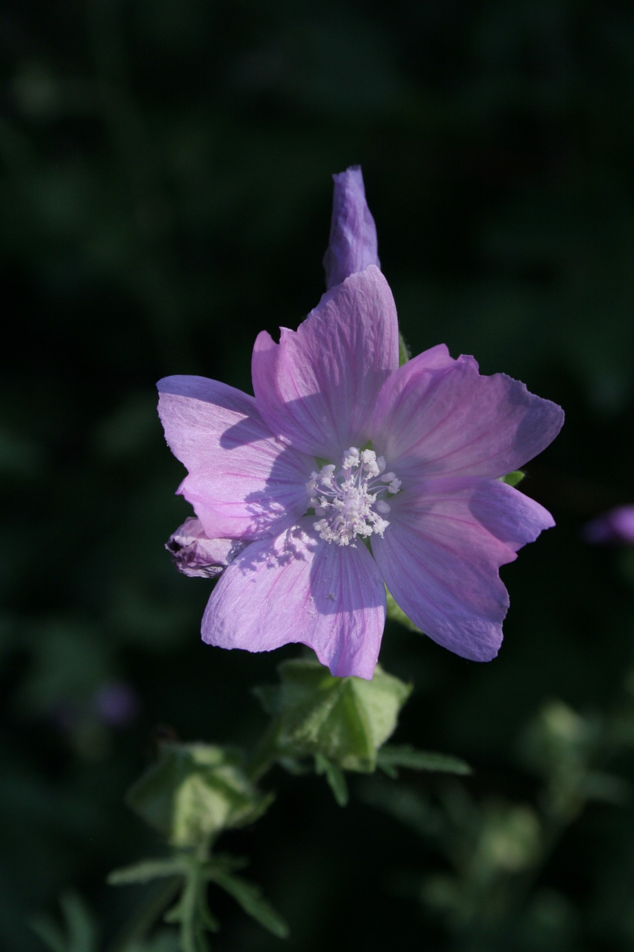 Nahaufnahme einer Blüte der Bisammalve.