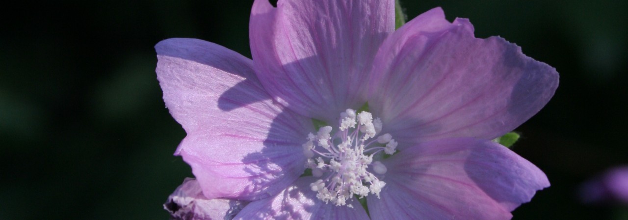 Nahaufnahme einer Blüte der Bisammalve.