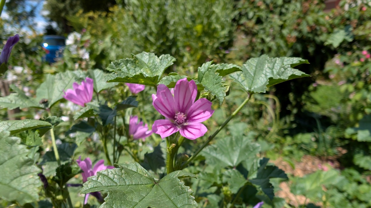Blüte der Wilden Malve.