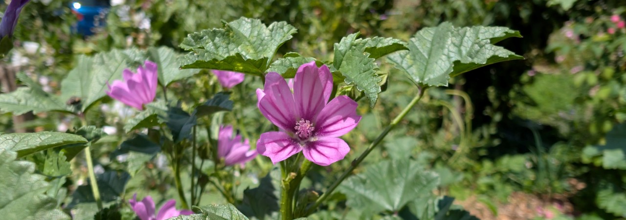 Blüte der Wilden Malve.