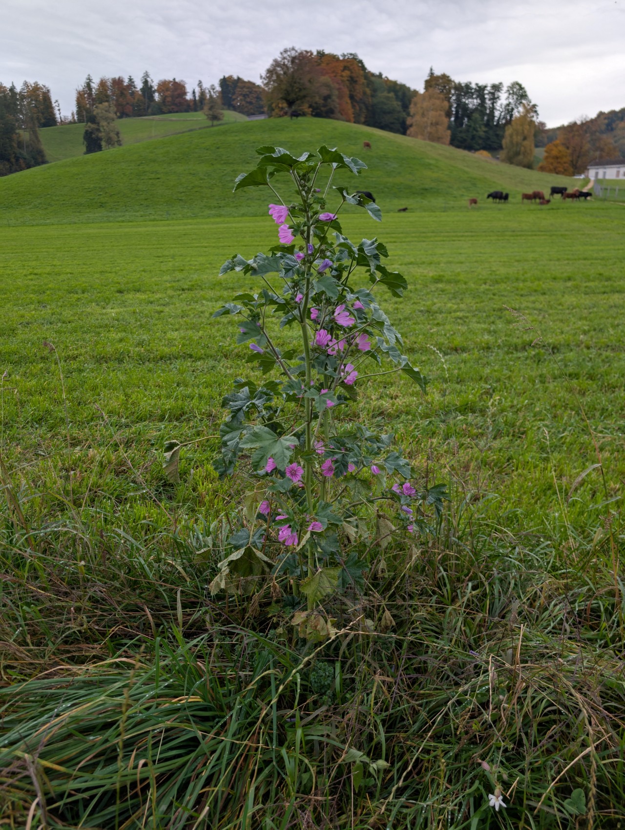 Wilde Malve an einem Feld.