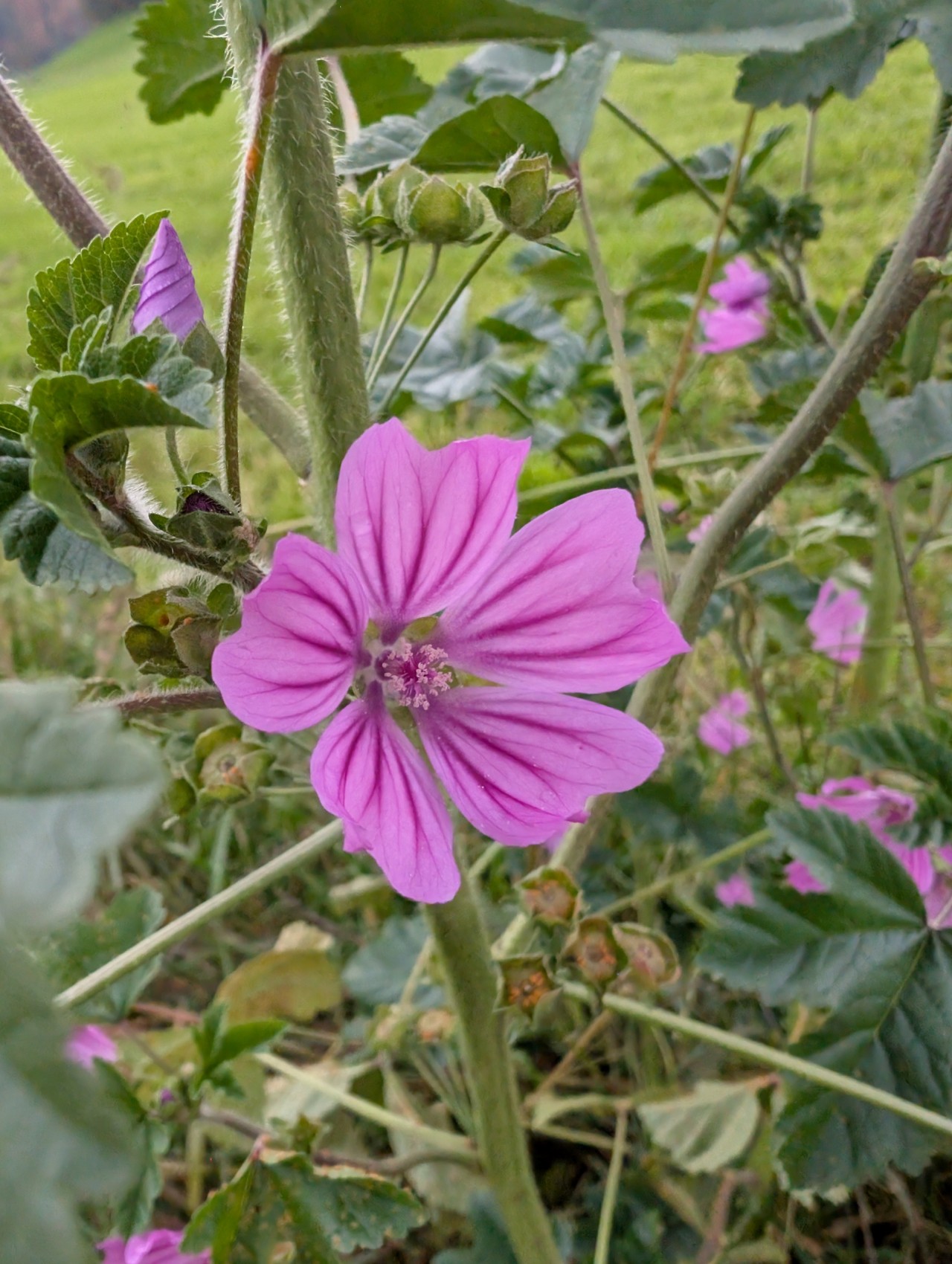 Blüte der Wilden Malve.