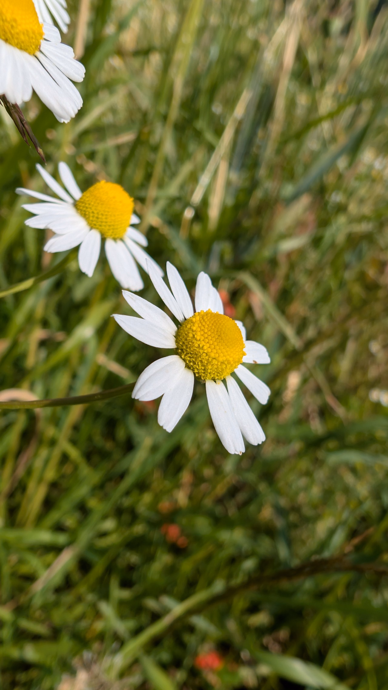 Blüte der Echten Kamille.
