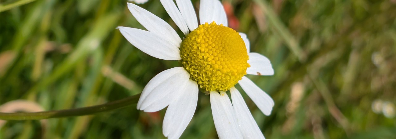 Blüte der Echten Kamille.