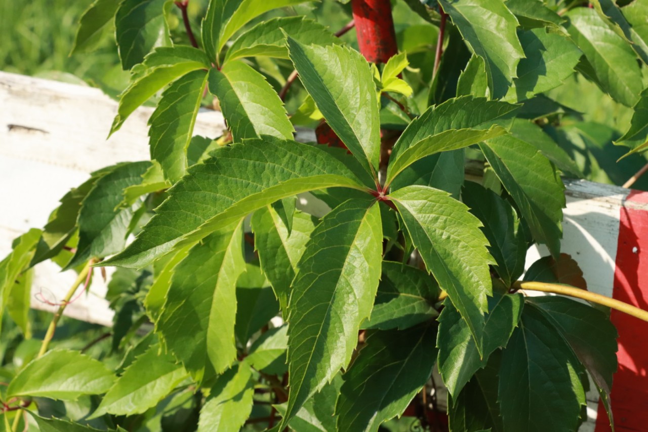 Ein Blatt der Fünffingerigen Jungfernrebe.