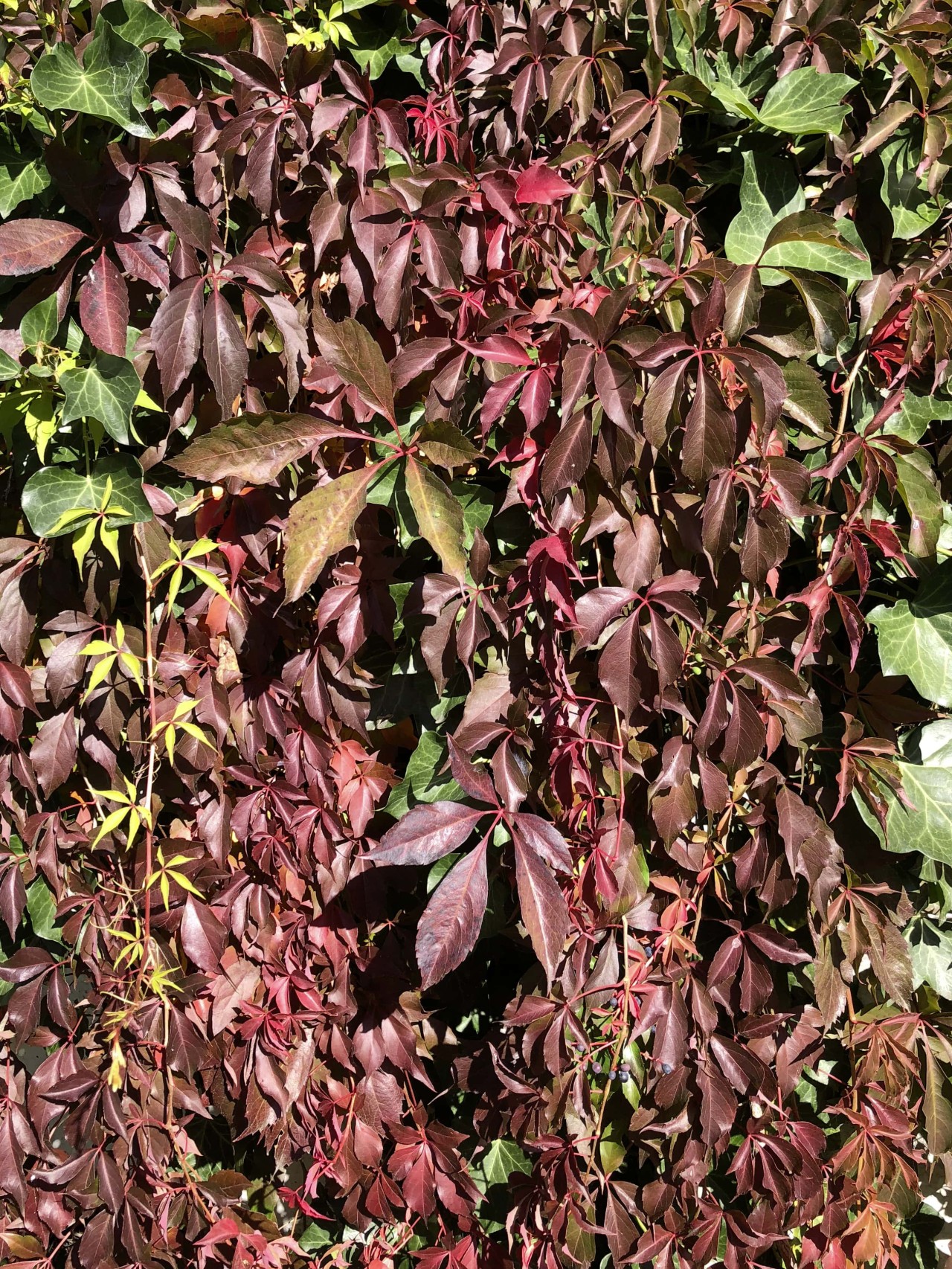 Im Herbst rötlich gefärbte Fünffingerige Jungfernrebe.