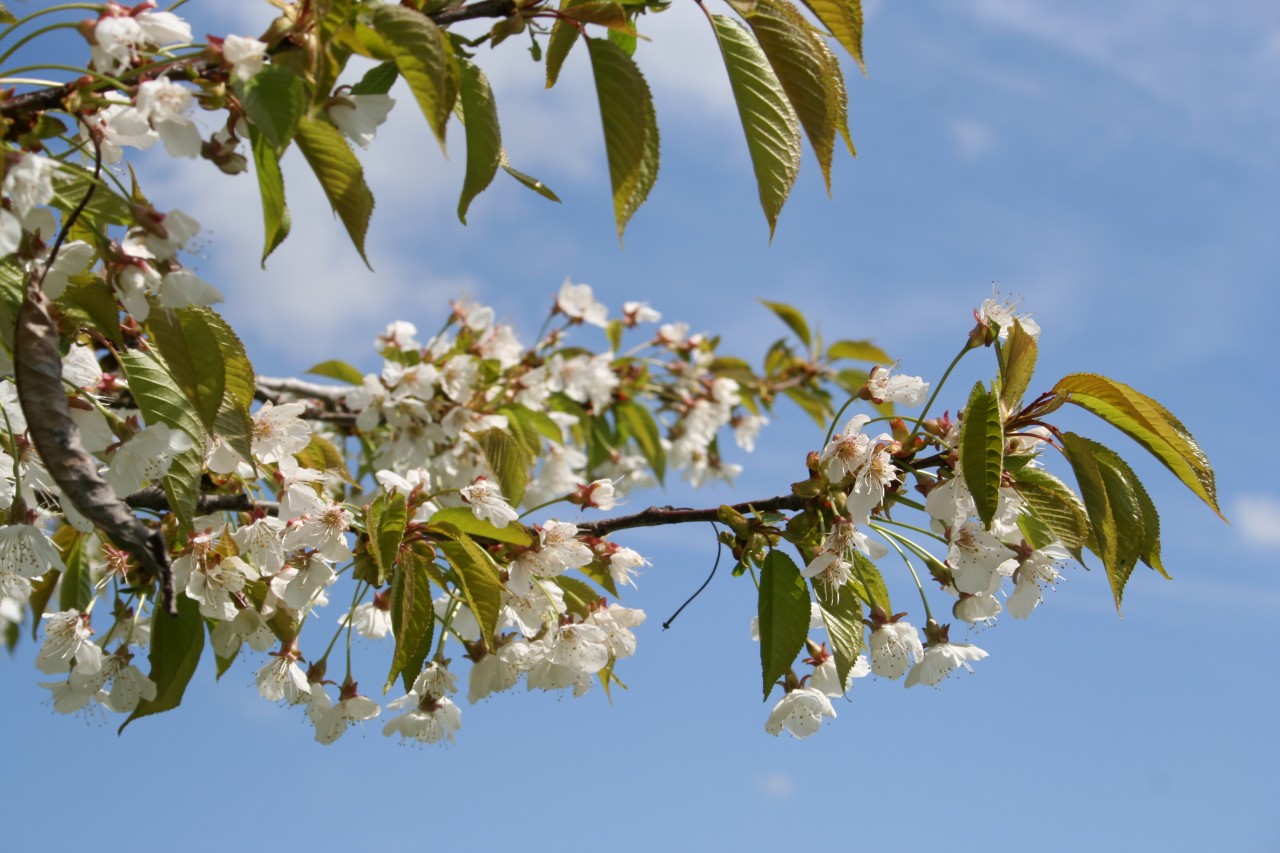 Ast mit Kirschenblüten.