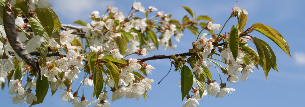 Ast mit Kirschenblüten.