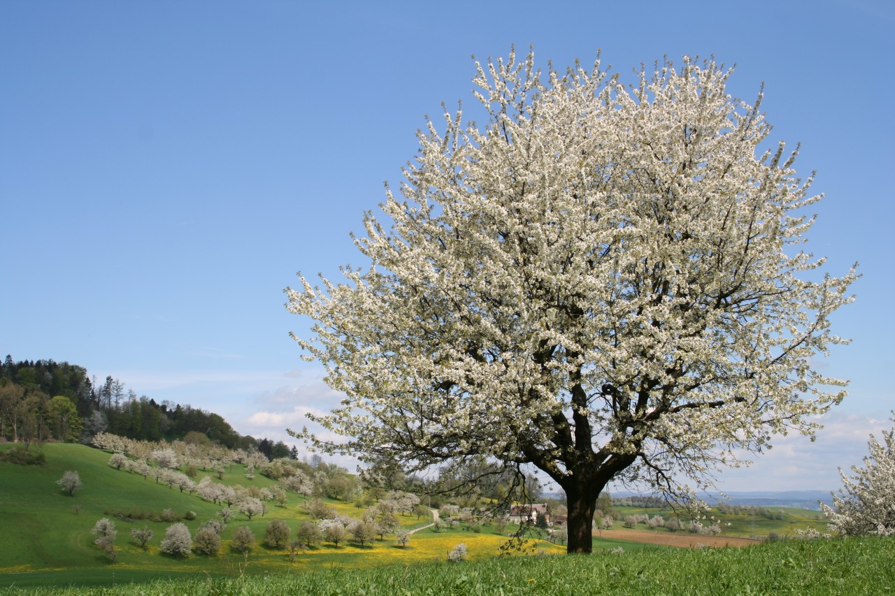 Feld mit blühenden Kirschbäumen.
