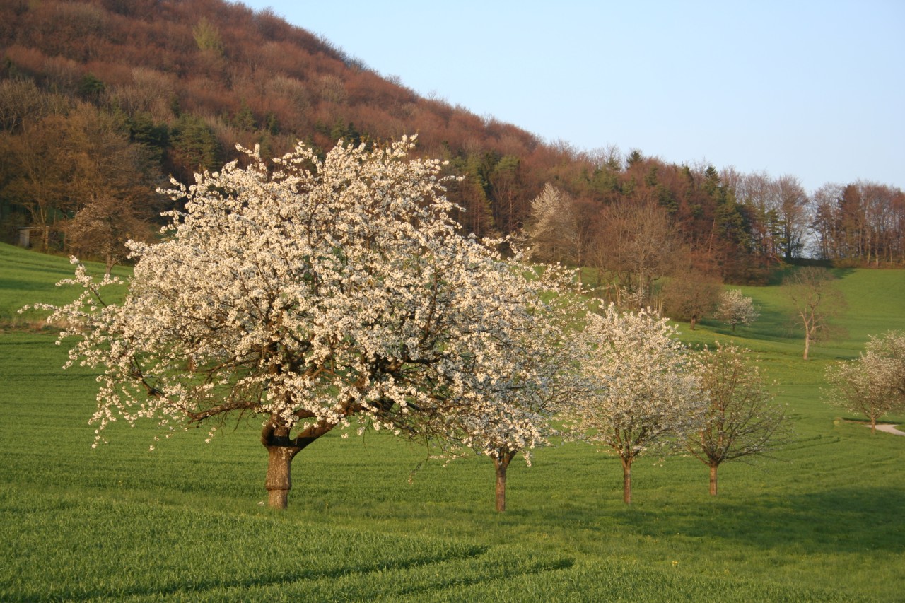 Blühende Kirschbäume.