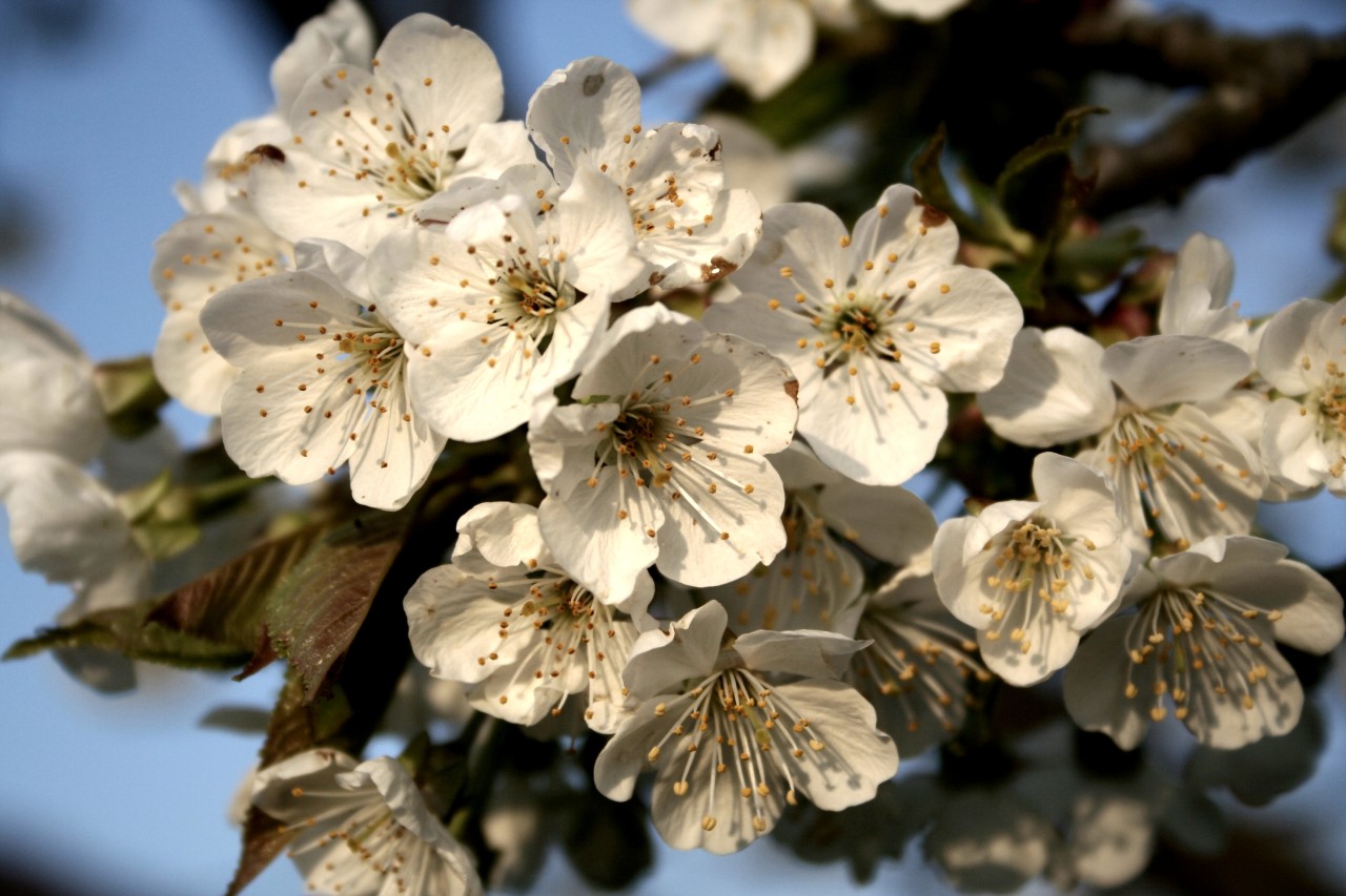 Weisse Kirschblüten.