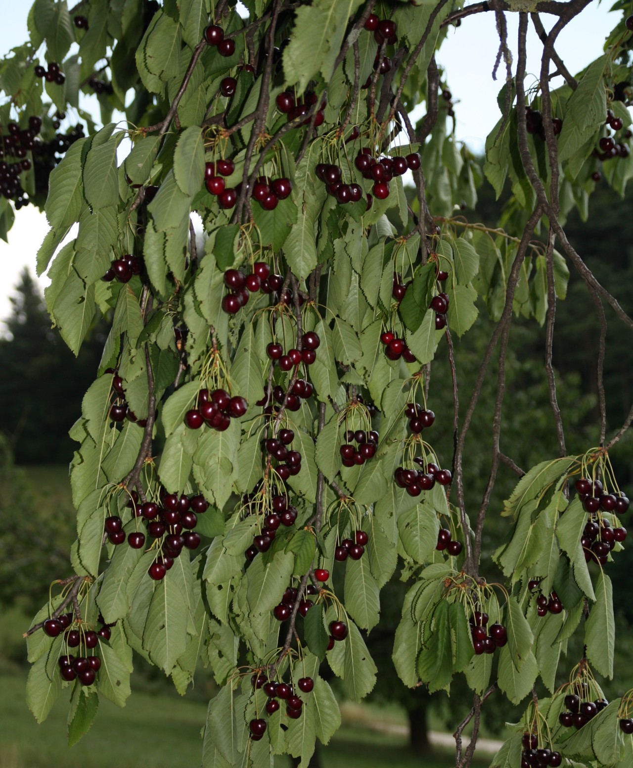 Viele reife Kirschen an einem Baum.