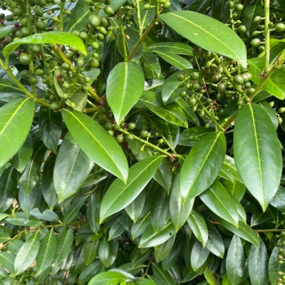 Blätter des Kirschlorbeers.