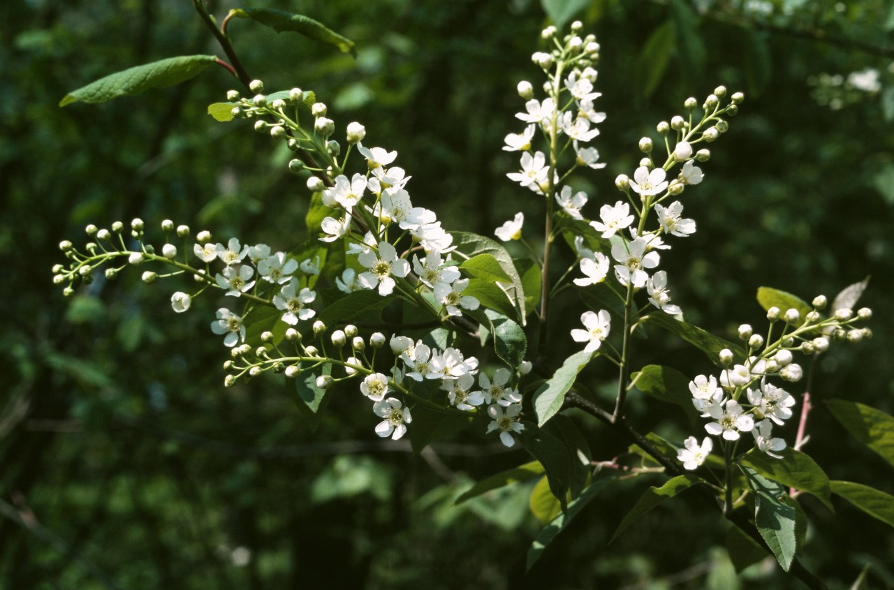 Weisse Blüten der Traubenkirsche.