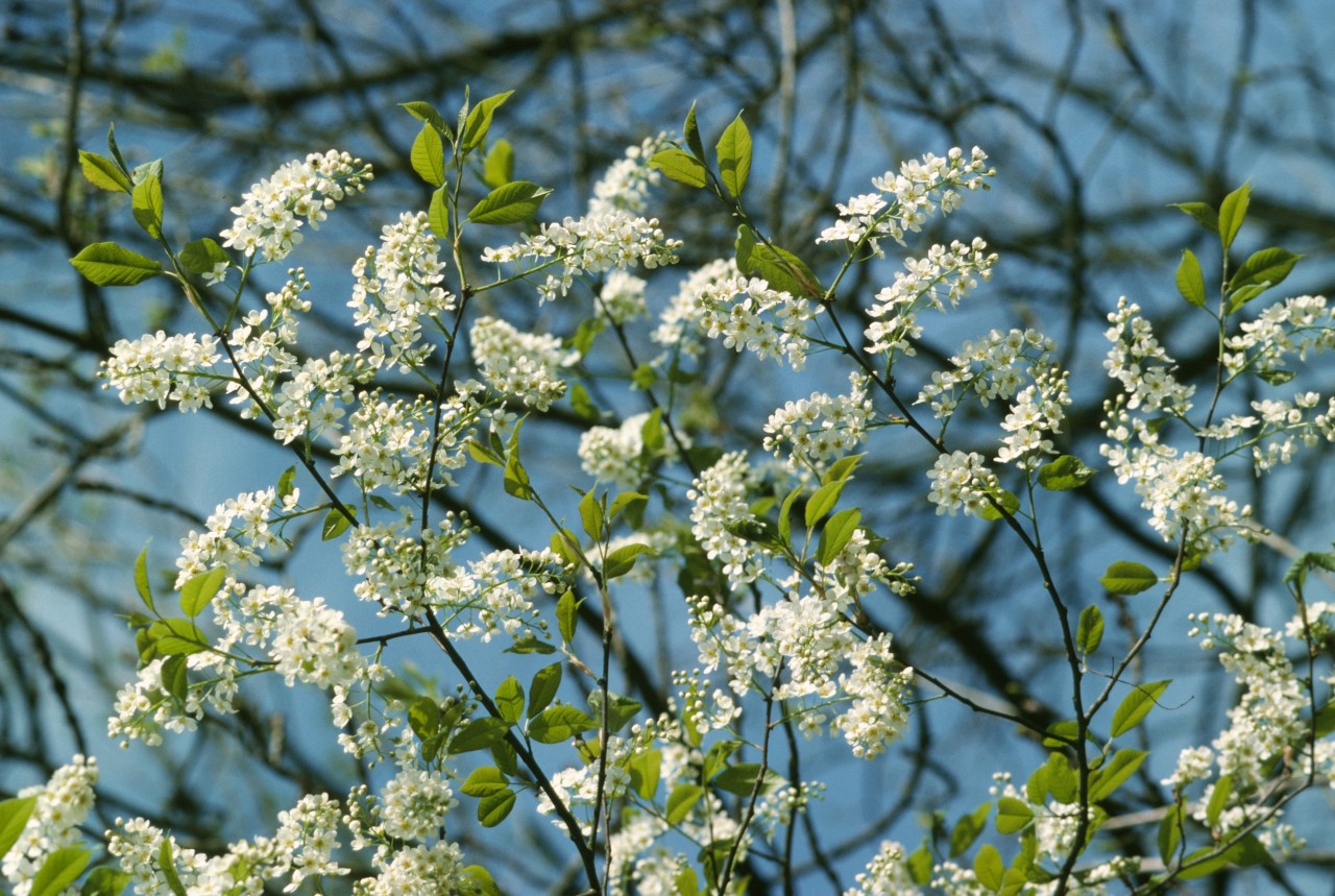 Äste der Traubenkirsche mit weissen Blüten.