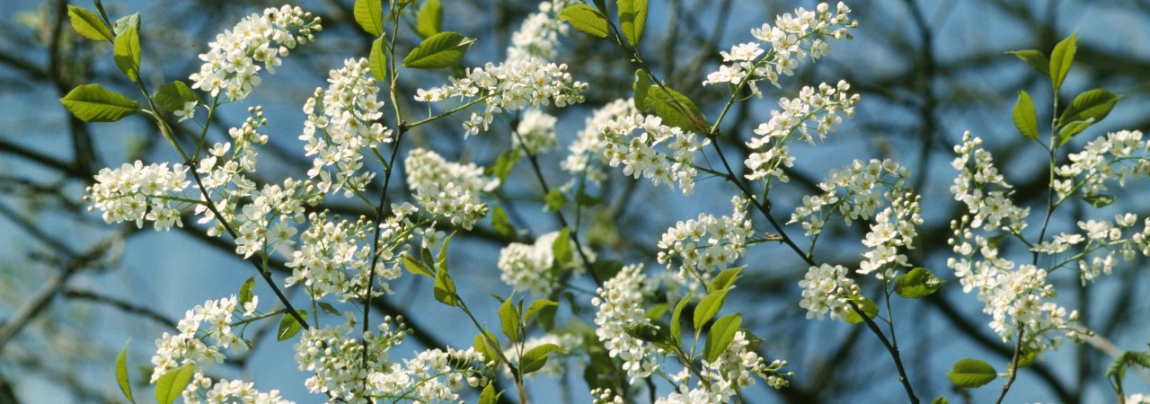 Äste der Traubenkirsche mit weissen Blüten.