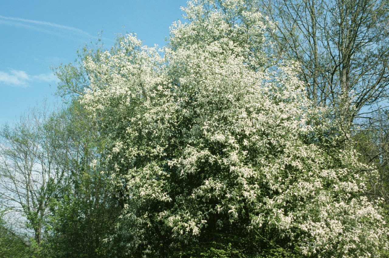 Grosse Traubenkirsche in der Blüte.