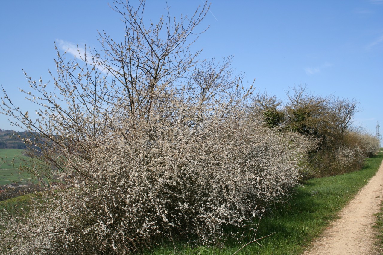 Schwarzdorn in der Blüte.