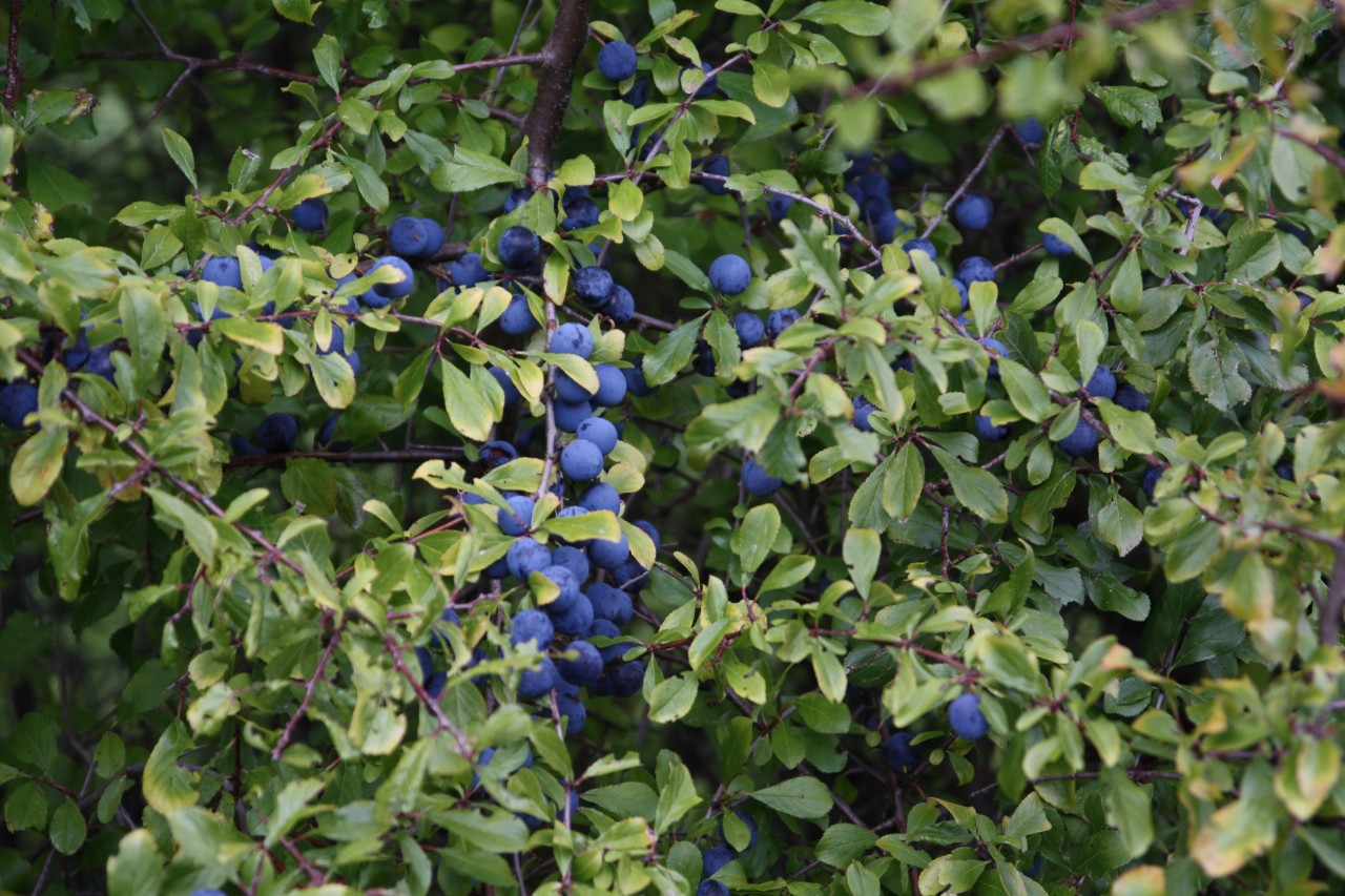 Reife Früchte des Schwarzdorns.