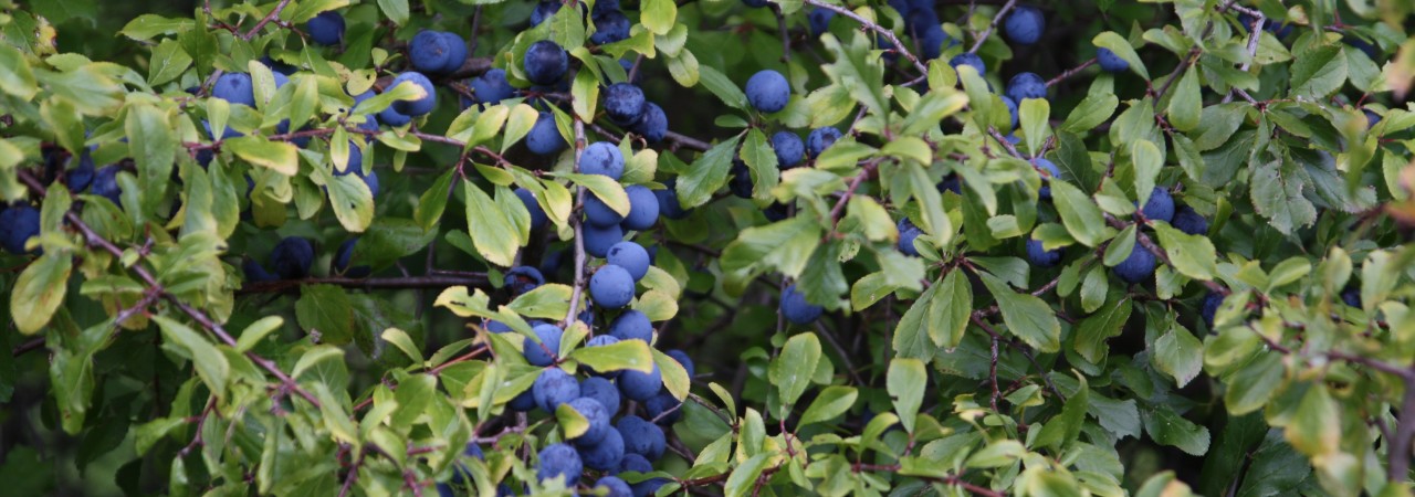 Reife Früchte des Schwarzdorns.