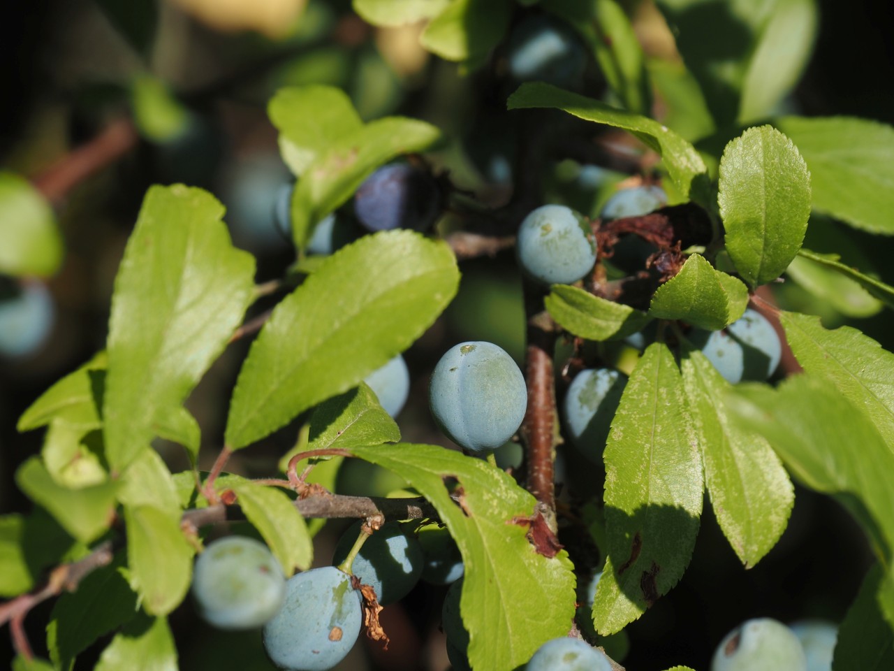 Früchte des Schwarzdorns.