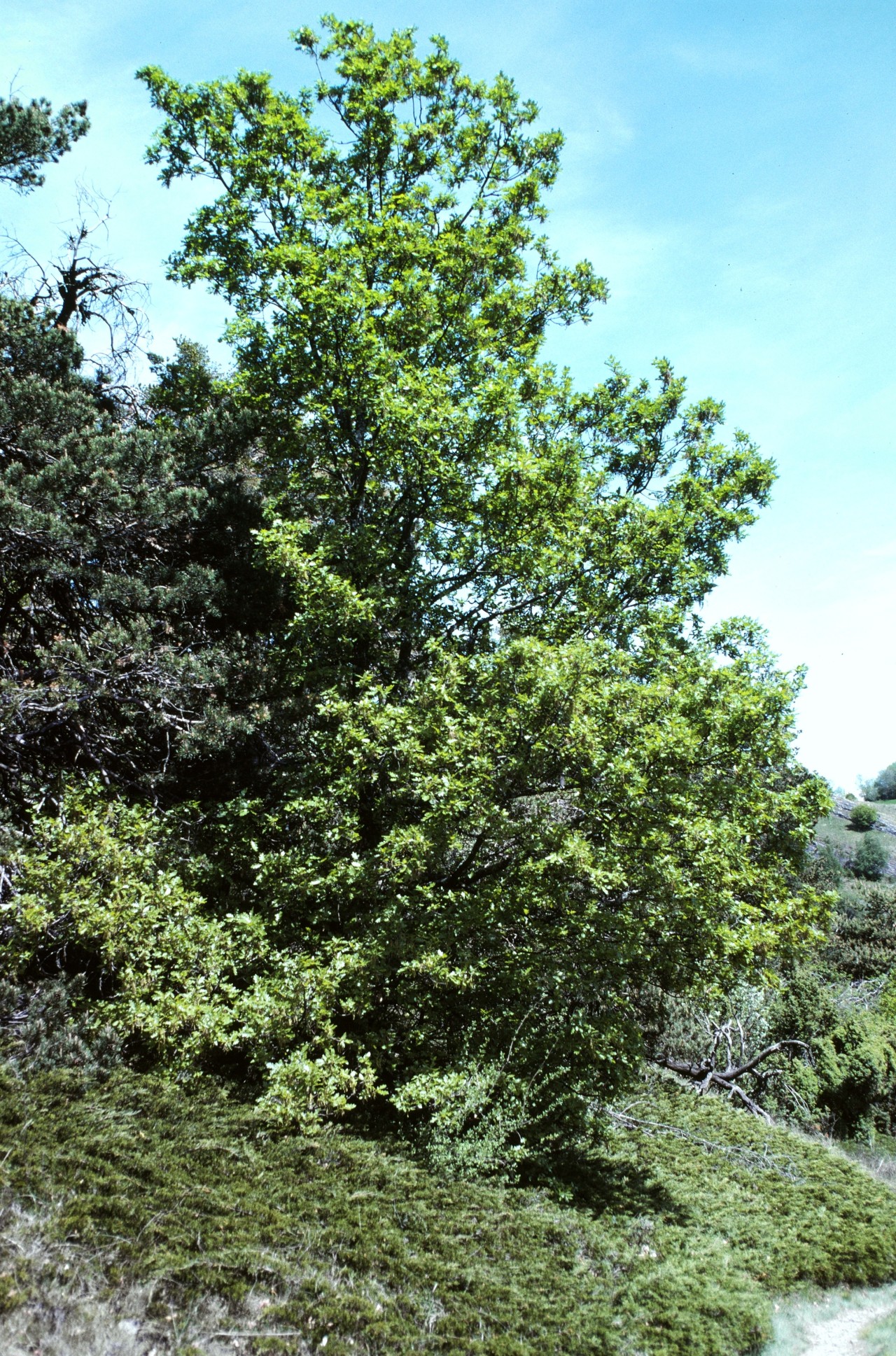 Flaumeiche an einem Wanderweg.
