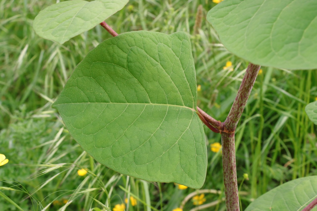 Blatt am Stängel eines Asiatischen Staudenknöterichs.