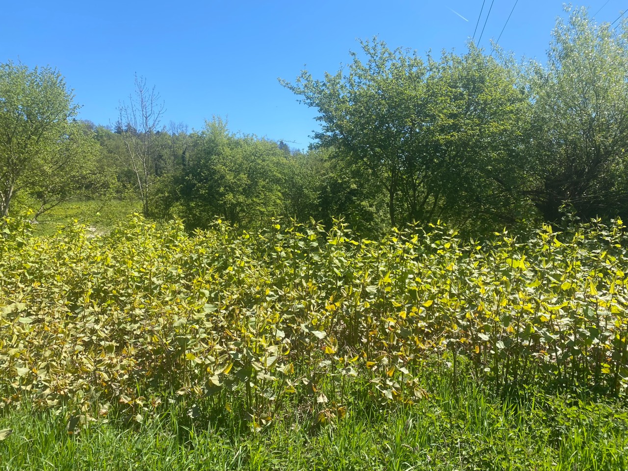 Asiatische Staudenknöteriche auf einer Wiese.