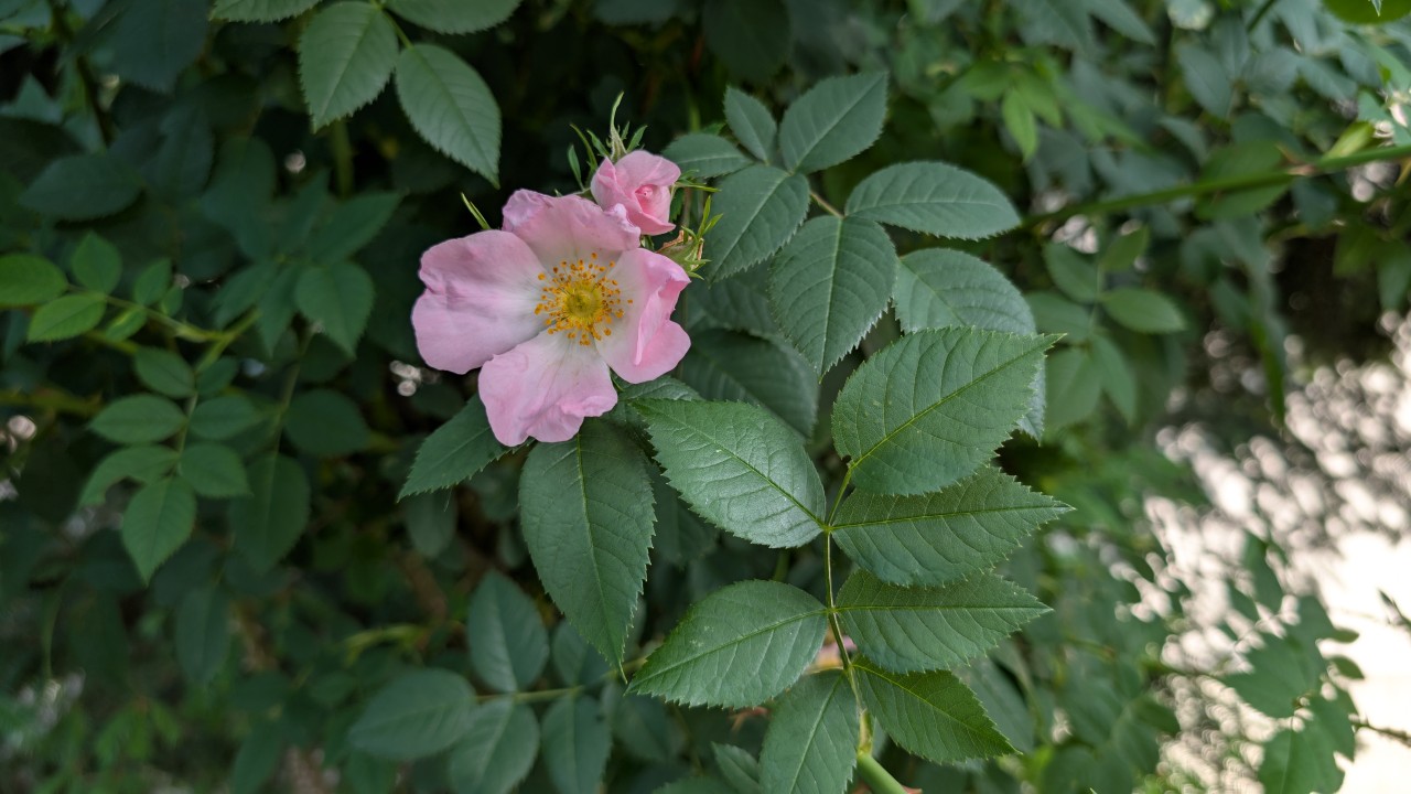 Blüte der Hundsrose.