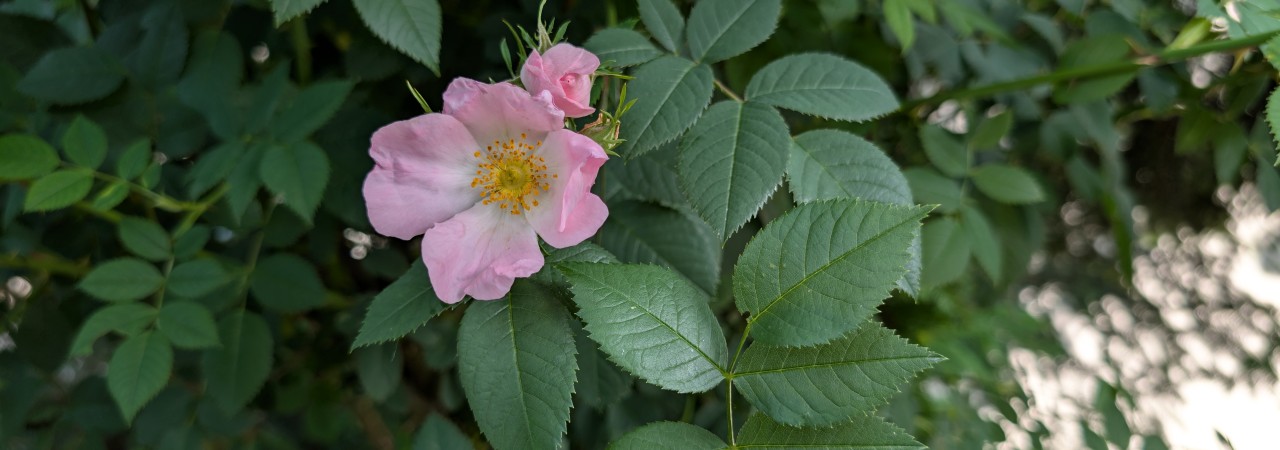 Blüte der Hundsrose.