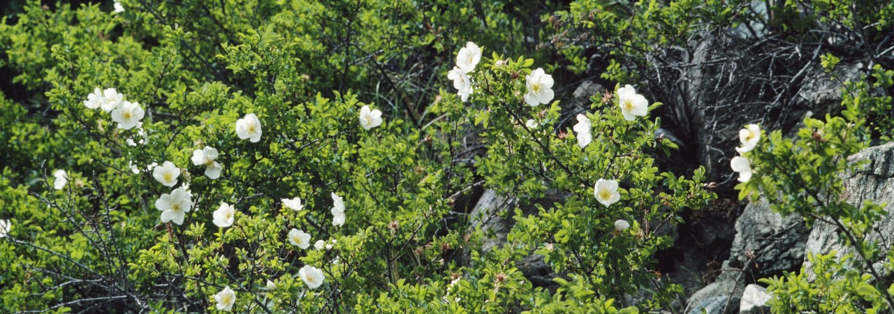 Blühende Bibernellrosen.