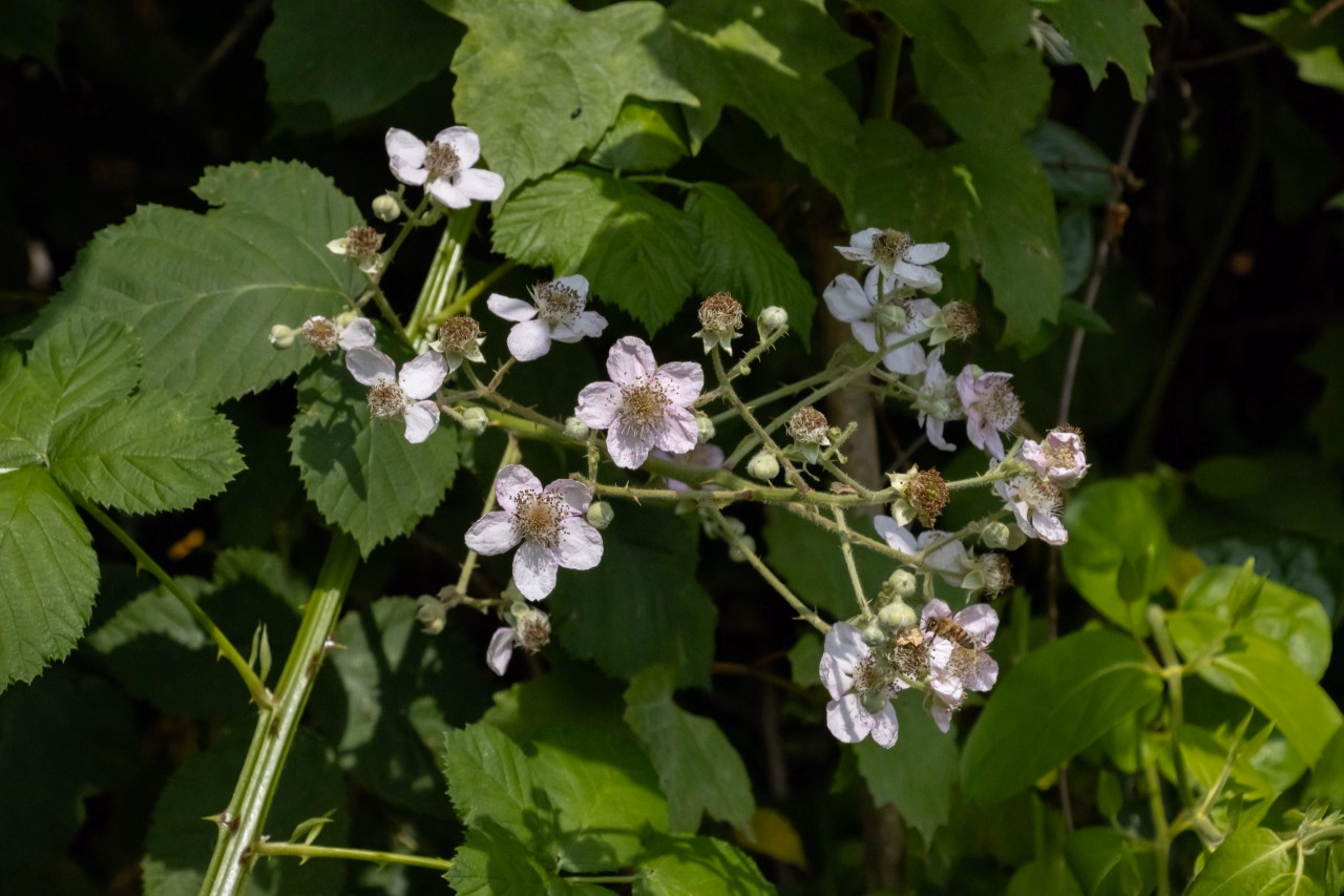 Blüte der Armenischen Brombeere.