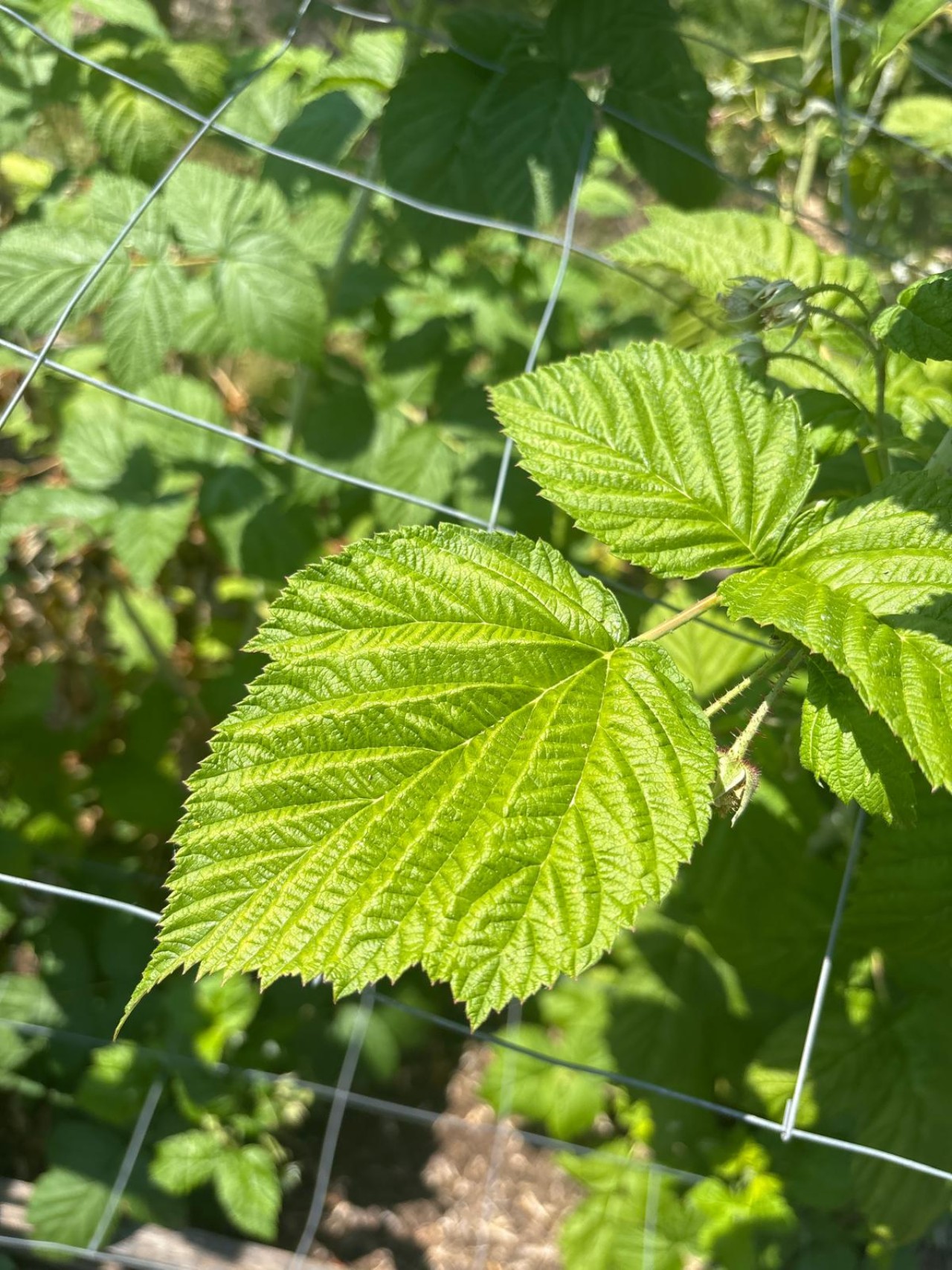 Brombeer Blatt.