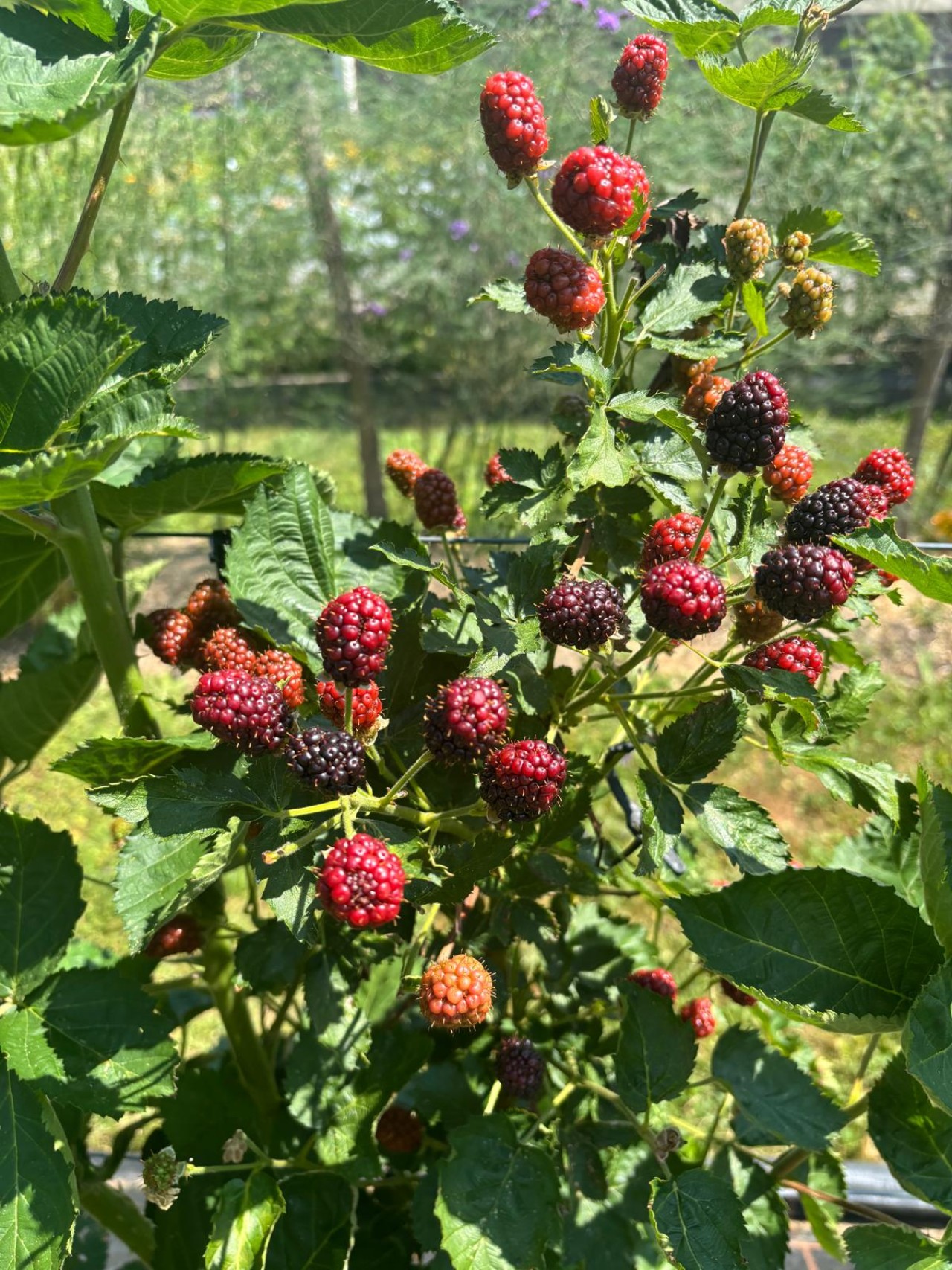 Reife Brombeeren.