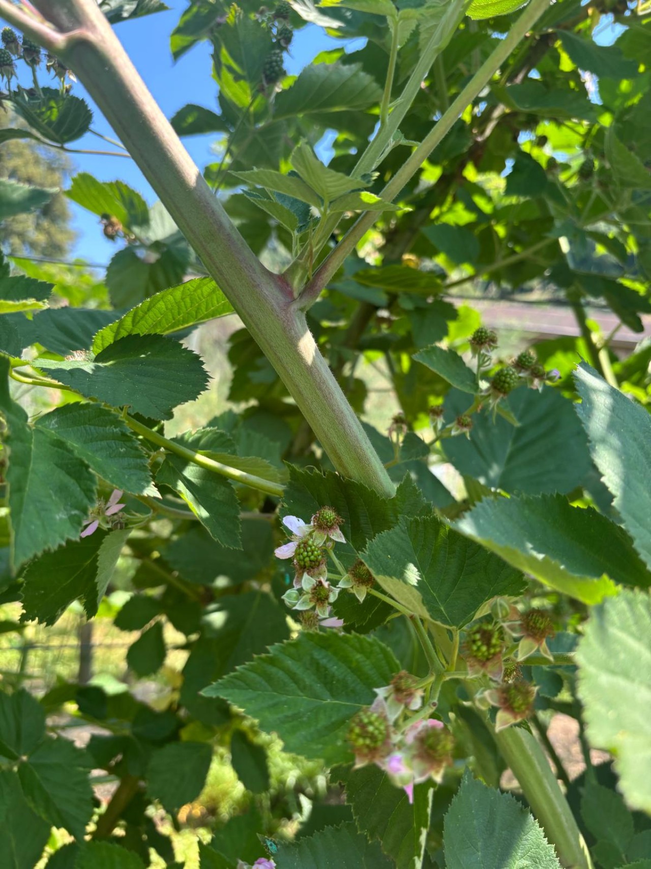 Stachelloser Stängel eines Brombeers.