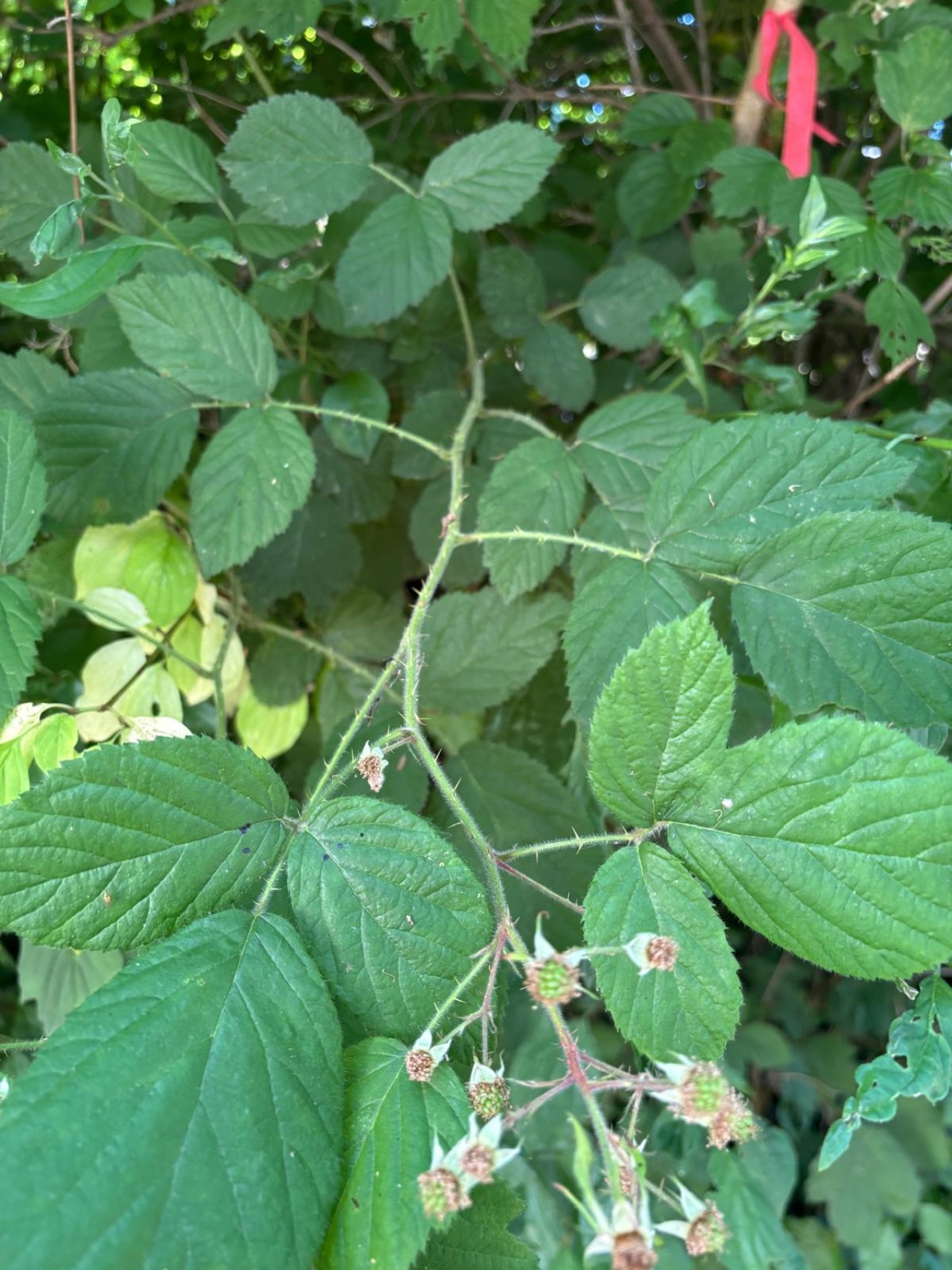 Stacheliger Stängel eines Brombeers.