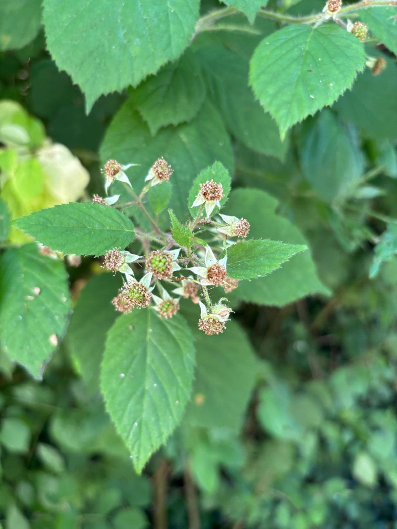 Unreife Brombeeren.