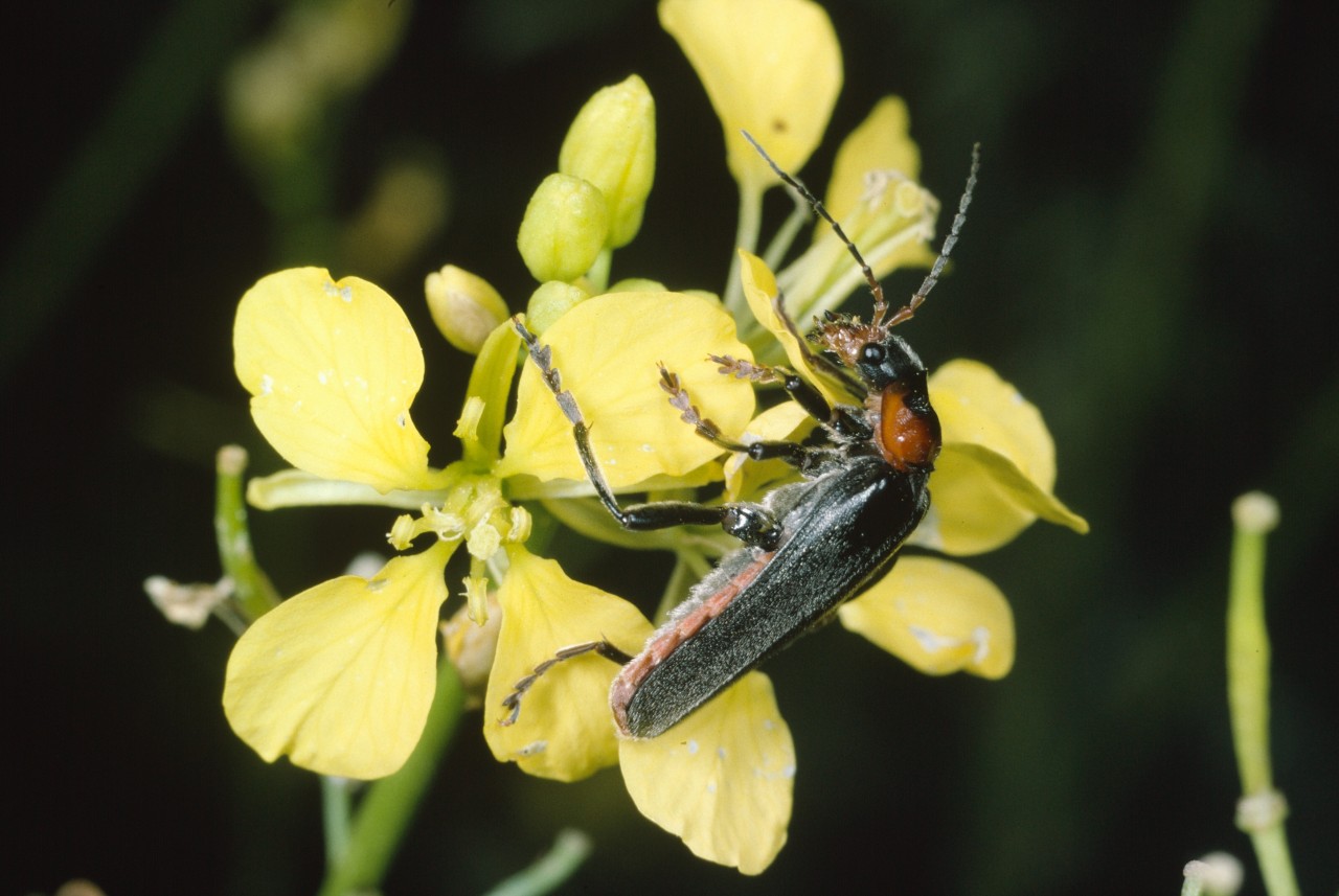 Nahaufnahme einer Blüte des Ackersenfs mit einem Weichkäfer drauf.