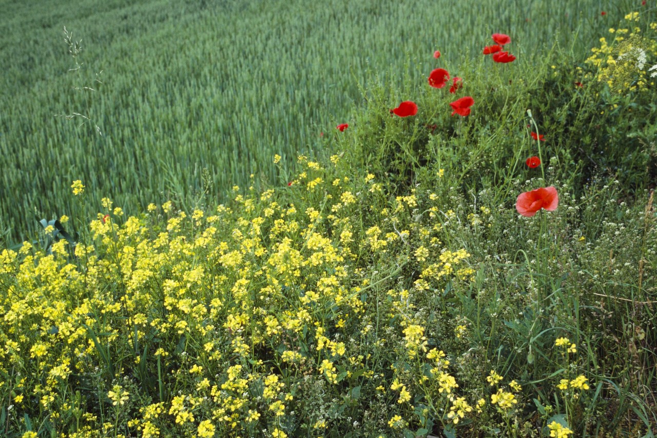 Blühender Ackersenf neben einem Feld.