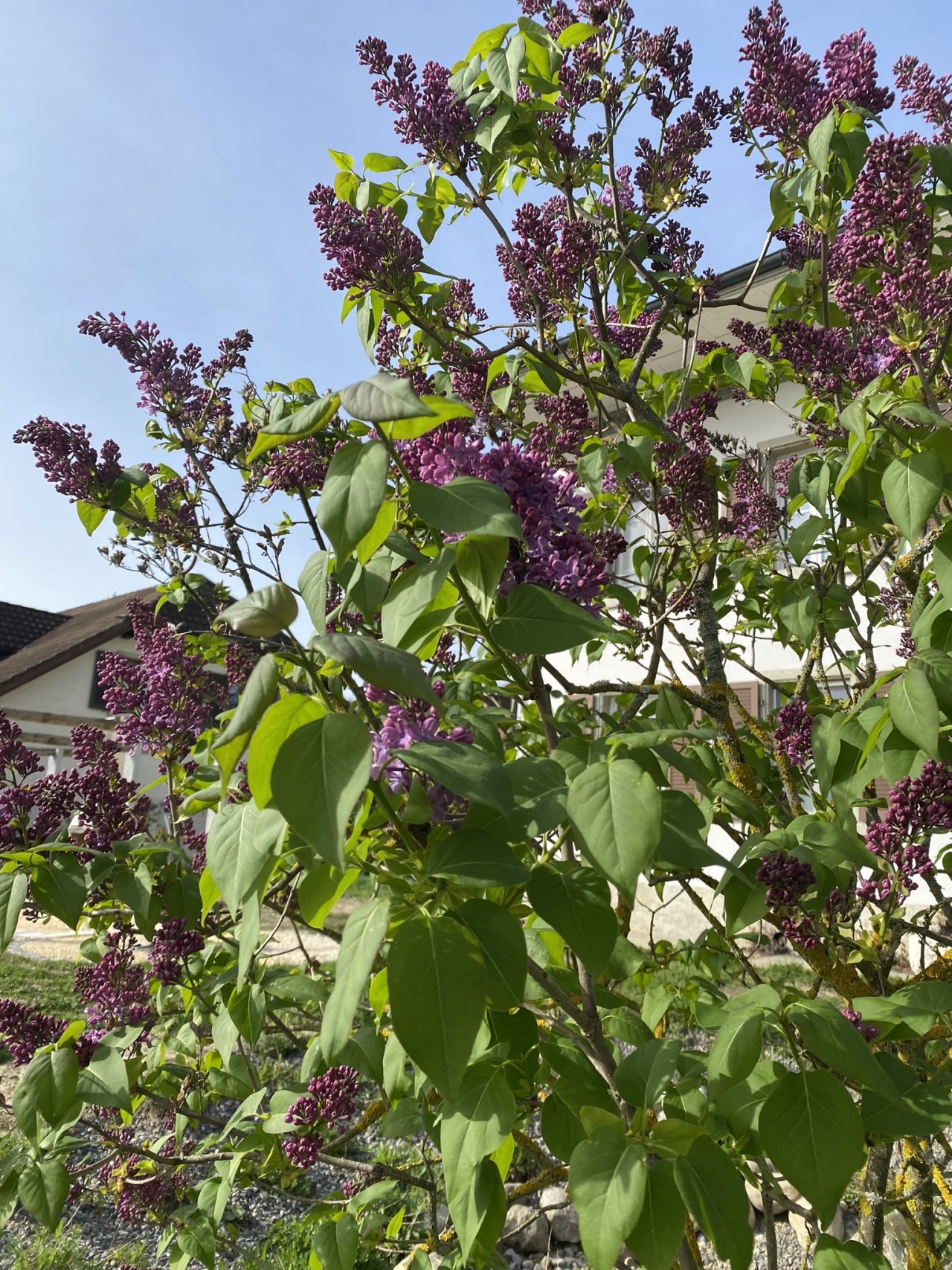 Ein Fliederstrauch in der Blüte.