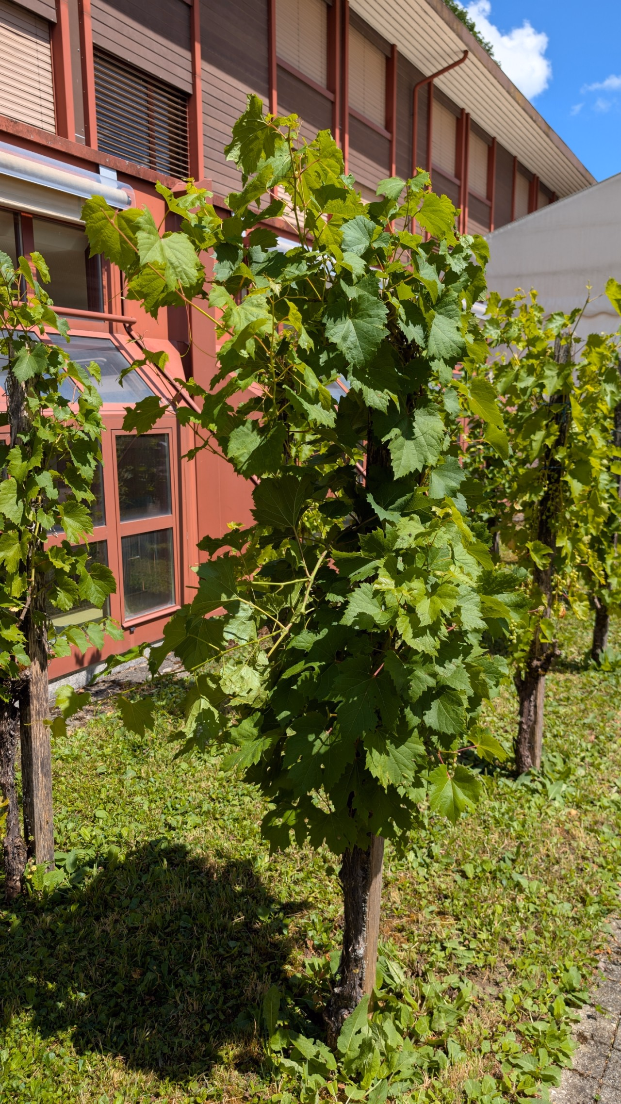 Eine Europäische Weinrebe, welche vor einem Gebäude angepflanzt wurde.