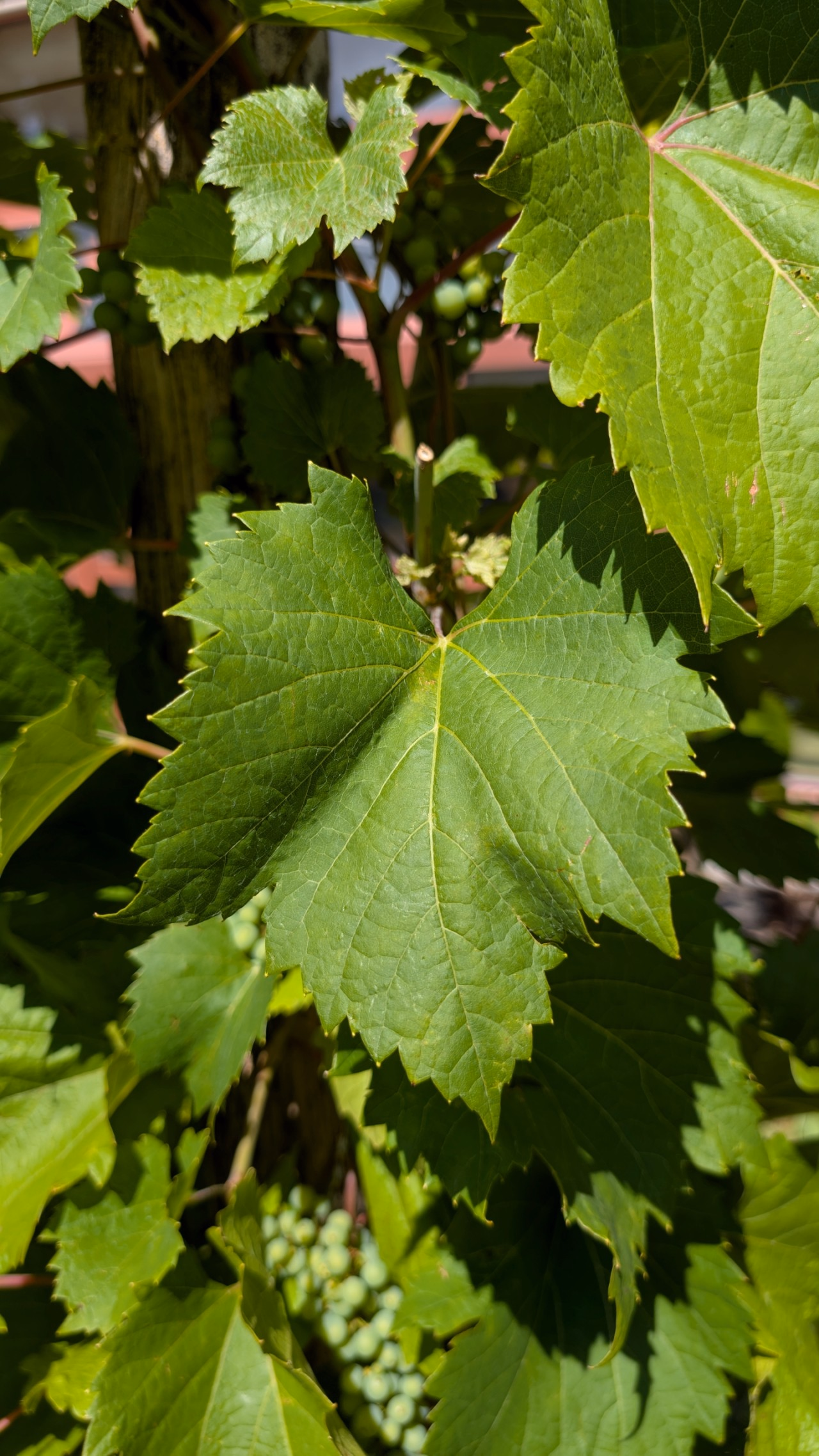 Ein Blatt der Europäischen Weinrebe.
