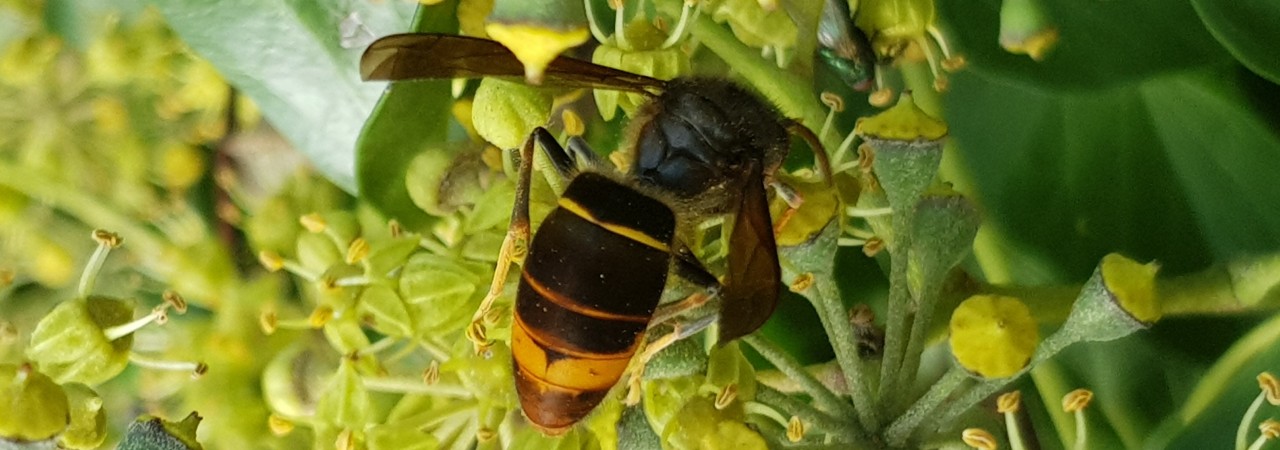 Asiatische Hornisse auf blühendem Efeu
