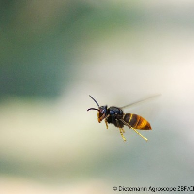 Asiatische Hornisse im Flug