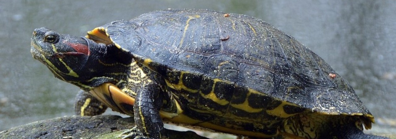 Rotwangen Schmuckschildkröte am sonnen.