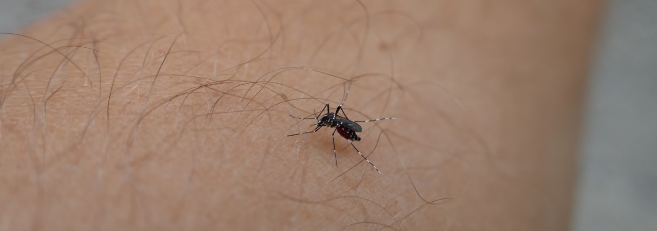 Stechende Tigermücke auf einem Arm.